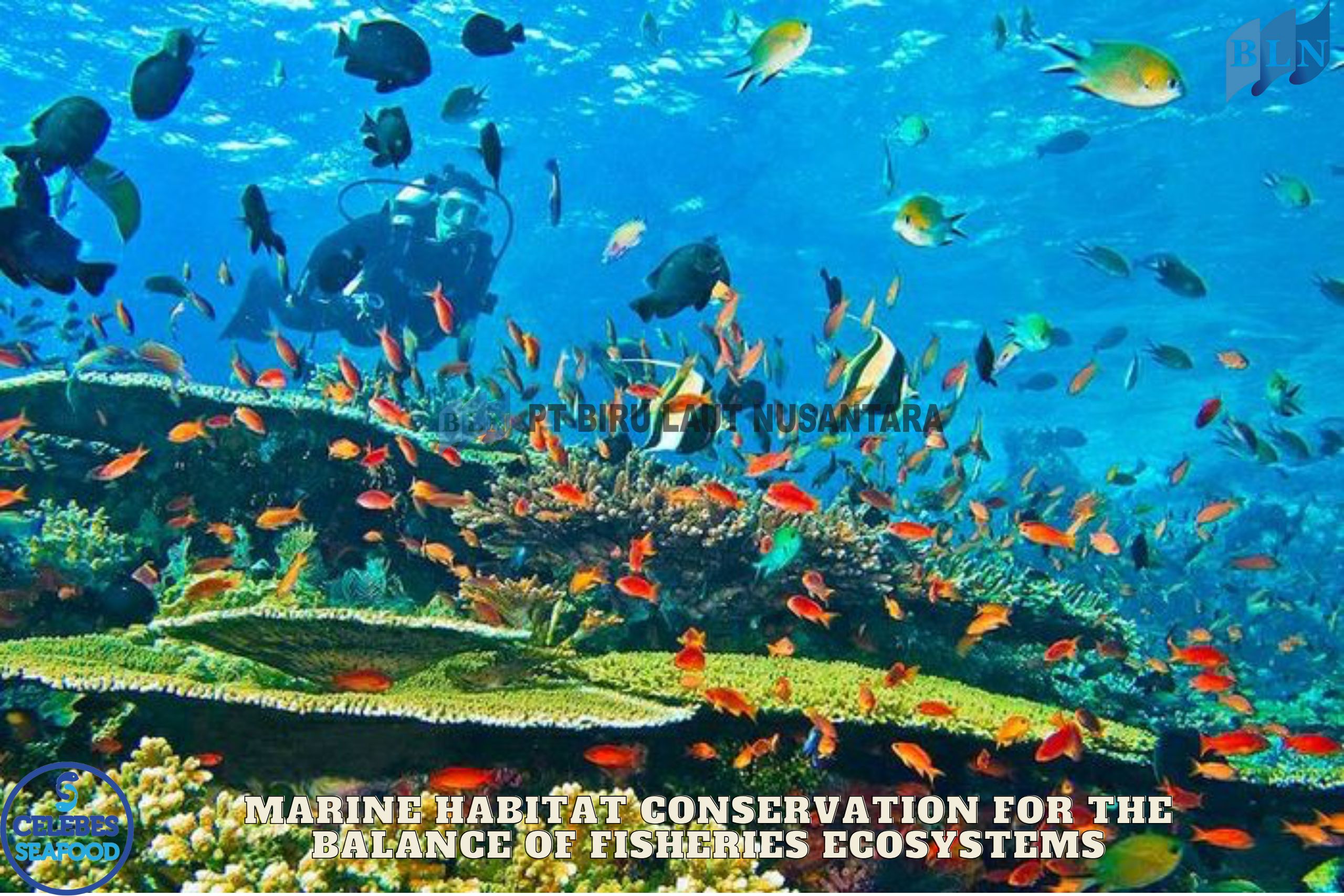 Marine Habitat Conservation for the Balance of Fisheries Ecosystems